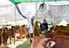 Buka Lapak Hewan Kurban di Surabaya Wajib Dilengkapi SKKH dan Rekomendasi DKPP