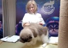 ICC-WCF Gelar Kontes Kucing di Surabaya, dari Mulai Adu Kemolekan hingga Kesehatannya