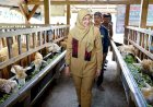 Peternak Banyuwangi Manfaatkan Kotoran Kambing jadi Biogas dan Pupuk Organik
