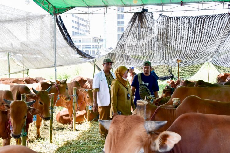 Teks Foto: DKPP Surabaya meninjau lapak hewan kurban/ist