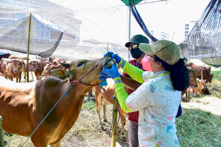 Teks foto: Petugas DKPP Surabaya mengecek kesehatan hewan kurban/ist