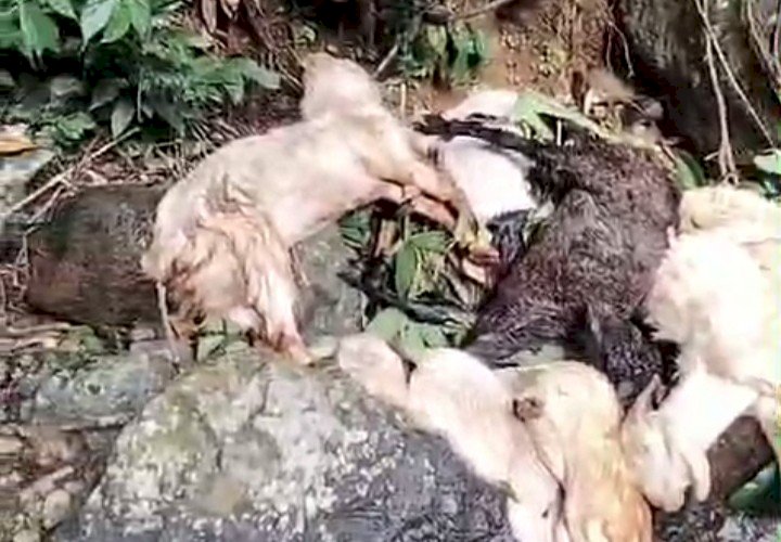 Kambing etawa yang ditemukan mati dan diduga sengaja dibuang di jurang dekat sungai Gumitir/Ist