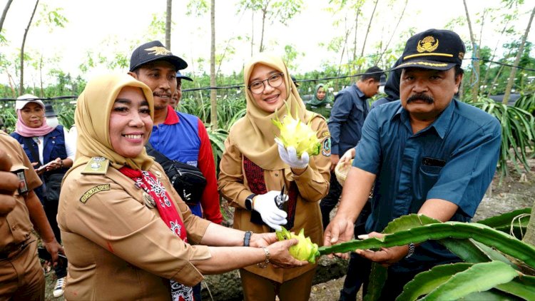 Bupati Ipuk turut memanen buah naga Golden Isis yang memiliki rasa unik yang dikembangkan di Kecamatan Pesanggaran/Humas Pemkab Bwi
