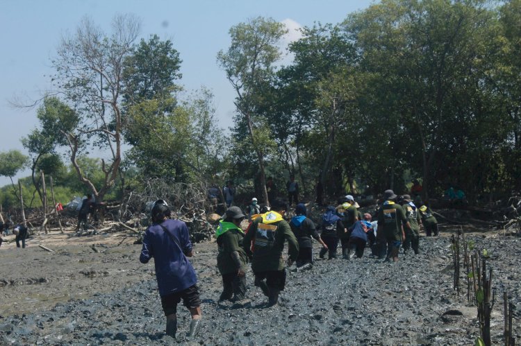Mapala Palasdhika STIE Mahardhika dalam kegiatan penanaman mangrove di kawasan wisata Wonorejo/Ist
