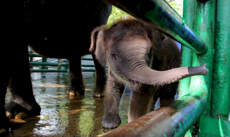 Rocky Balboa nama anak gajah KBS) yang baru berusia dua bulan/RMOLJatim