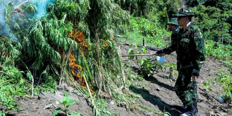 Petugas tim gabungan memusnahkan 3,5 ton pohon ganja di Aceh Besar/Istimewa