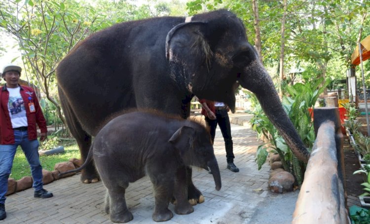 Anak gajah Sumatera, Rocky Balboa/ist