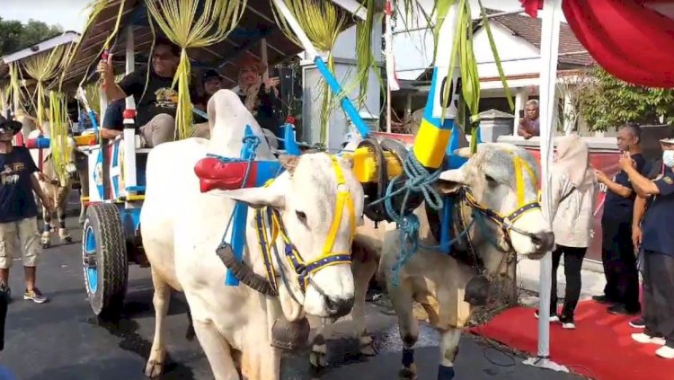 Wakil bupati saat mengikuti parade cikar