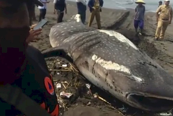 Ikan hiu tutul terdampar di pantai laut selatan Jember/RMOLJatim