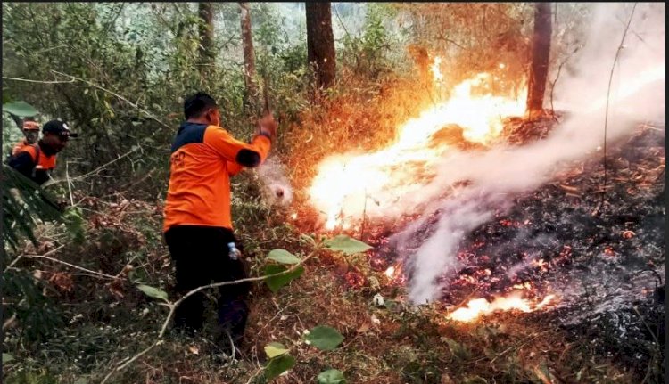 Petugas BPBD Jatim melakukan pemadaman kebakaran hutan/ant
