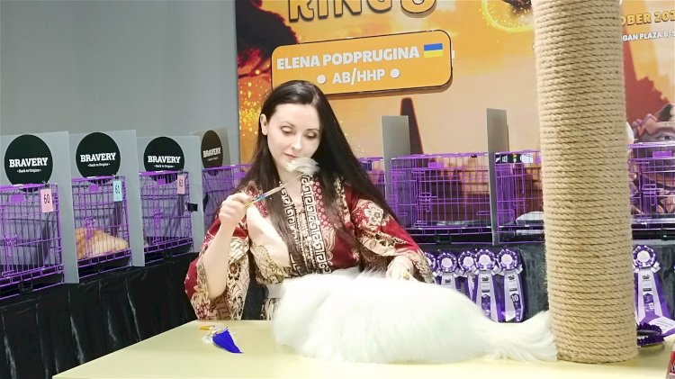 Juri yang dihadirkan CFA saat menilai salah satu peserta kontes kucing 