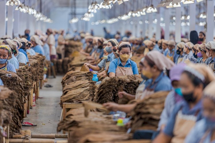 Industri tembakau PTPN I Regional 4 mampu serap 16 ribu pekerja perempuan | Sumber : Dokumentasi Perusahaan
