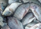 Indonesia Bisa jadi Produsen Ikan Nila Terbesar Saingi China