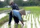 Ketika Bulog Mencintai Kelompok Tani