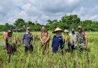 Poktan Surabaya Panen Padi Dan Cabai Varietas Imola