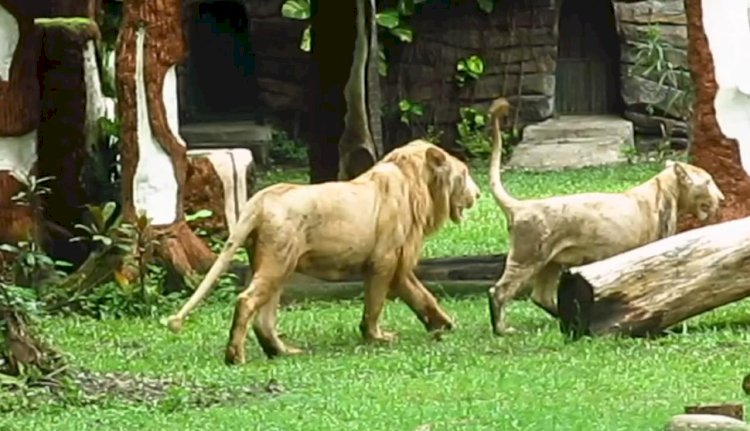 Pasangan Singa Putih di kebun binatang Surabaya 