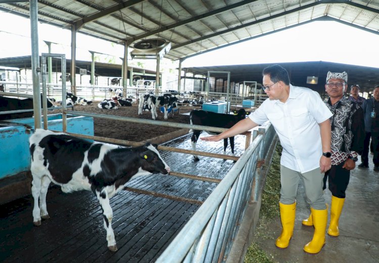 PJ Gubernur Jatim Adhy Karyono memantau kondisi sapi 