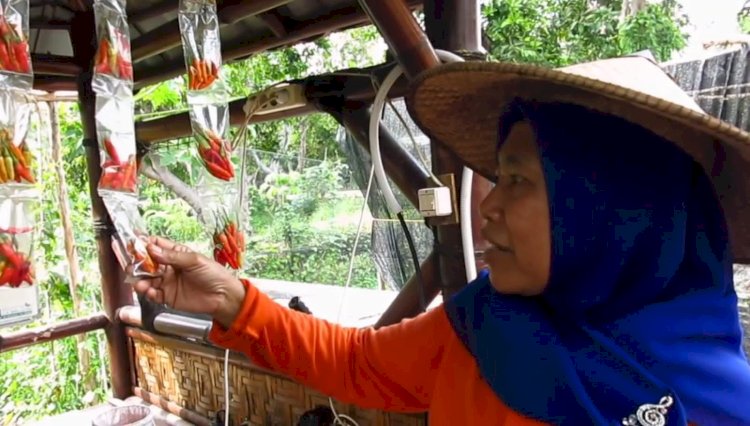 cabai sachet di Surabaya 