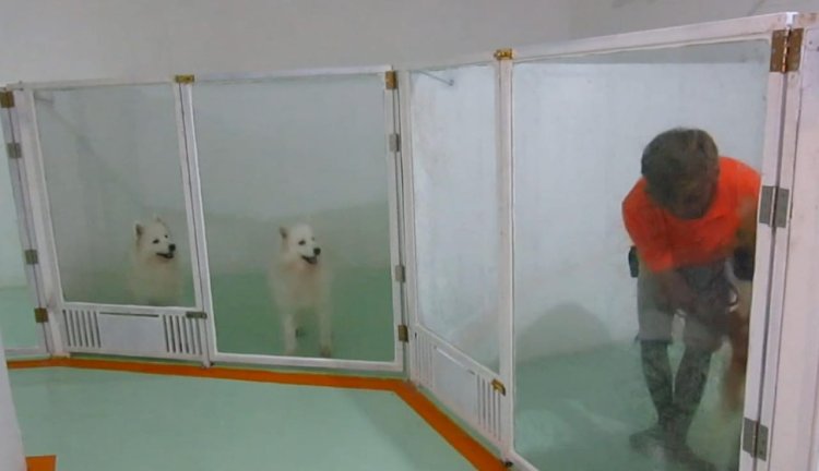 Tempat penitipan anjing 