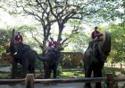 Libur Panjang, 66.000 Wisatawan Kunjungi Kebun Binatang Surabaya