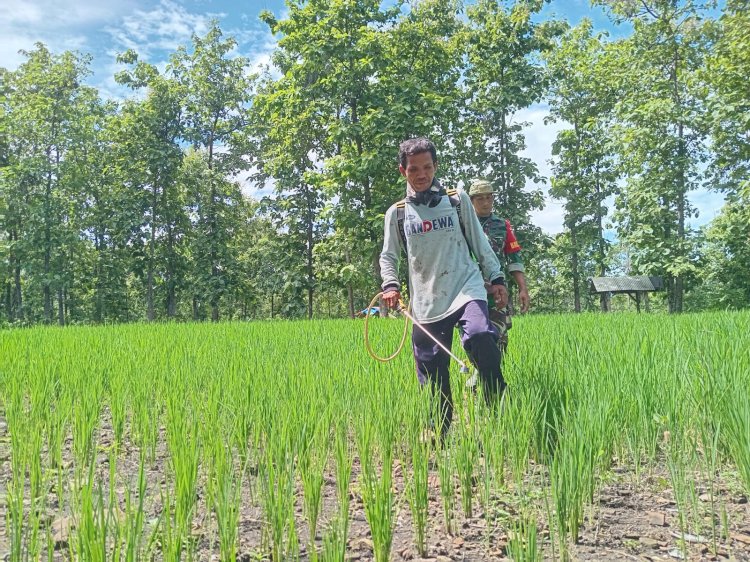 Sunanto saat menyemprotkan pestisida dilahan pertaniannya didampingi Babinsa setempat di dalam hutan.