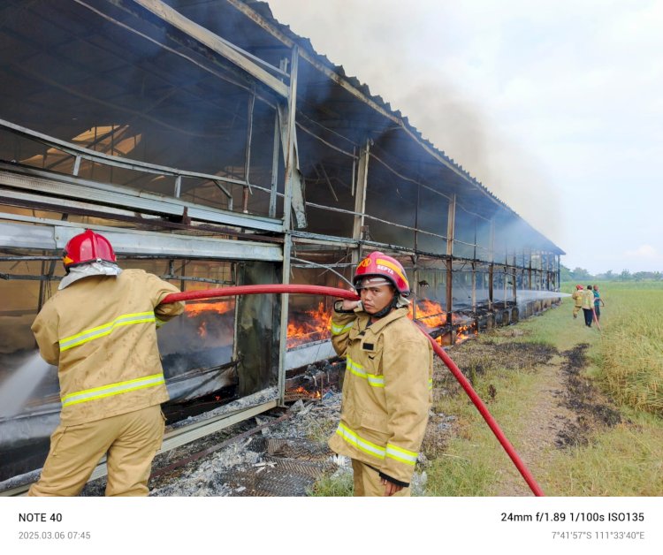 Kandang ayam di Madiun ludes terbakar/ist.