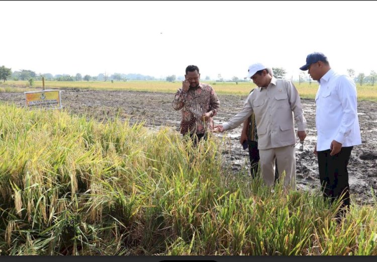 Menteri Pertanian Amran Sulaiman menghadiri panen raya di Gresik/ist
