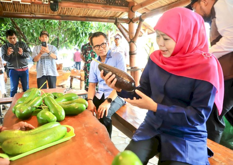 Gubernur Khofifah melihat Alpukat Kelud Kediri/Ist
