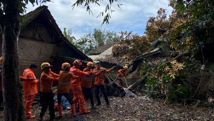 Tim BPBD Bondowoso saat evakuasi sejumlah pohon tumbang/ist
