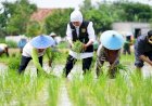 Kontribusi Laju Tanam Padi Jatim Terbesar di Indonesia,  Sumbang 25% Luas Nasional, Gubernur Khofifah: Komitmen Wujudkan Kedaulatan Pangan di Jawa Timur