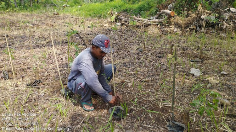 Paiton Energy tanam lebih dari 25 ribu Pohon Gamal/Ist