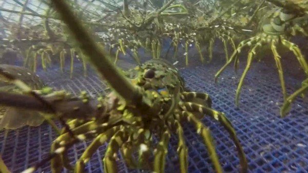 Pemijahan lobster/ist   