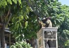 Pemkot Surabaya Tertibkan Kabel Utilitas Ilegal di 5 Lokasi
