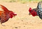 Gerakan Mahasiswa Hukum Beberkan Dugaan Pemerasan yang Dilakukan Anggota DPRD untuk Judi Sabung Ayam   