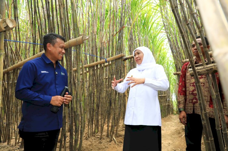 Khofifah Indar Parawansa bersama Dirut PT Sinergi Gula Nusantara (SGN) Mahmudi meluncurkan KUR Khusus Petani Tebu di Bondowoso/Ist