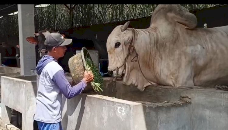 Foto : sapi jenis Peranakan Ongole (PO) dari Kediri, dibeli presiden RI prabowo subianto