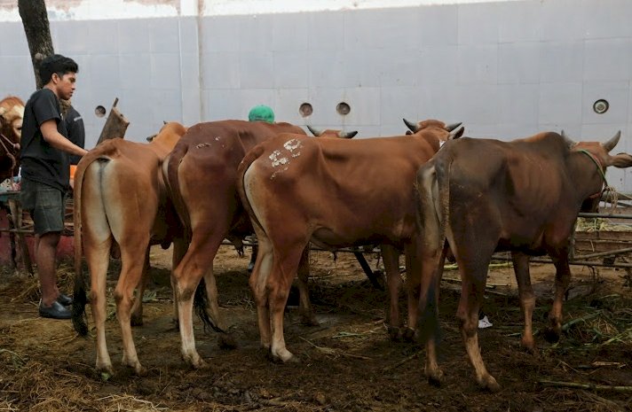 Teks foto: Hewan kurban sapi/RMOLJatim